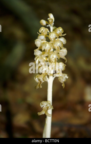 Vogelnest-Orchidee (Neottia Nidus-Avis) Stockfoto