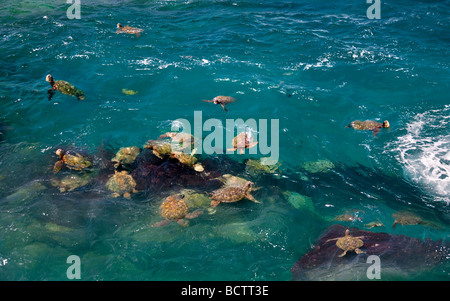 Grüne Meeresschildkröten Chelonia Mydas Kauai Coast Hawaii Stockfoto