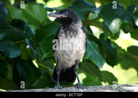 Neu flügge mit Kapuze Krähe (Corvus Corone Cornix) Stockfoto