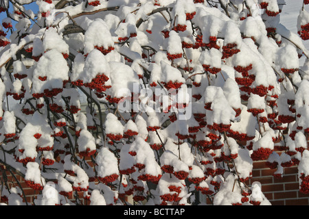 Neuschnee auf hängende orange Beeren auf Baum Stockfoto