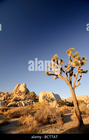 USA Kalifornien Joshua Tree Nationalpark Joshua Bäume Yucca Brevifolia Stockfoto