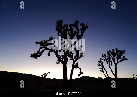 USA Kalifornien Joshua Tree Nationalpark Joshua Bäume Yucca Brevifolia Stockfoto