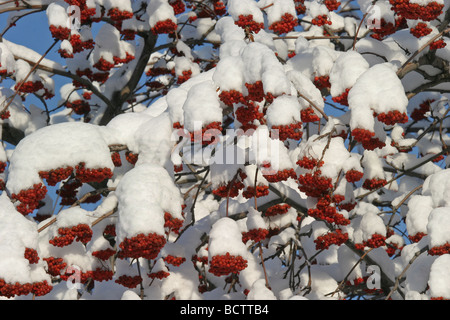 frische helle Schneefälle auf hängende orange Beeren auf Baum Stockfoto