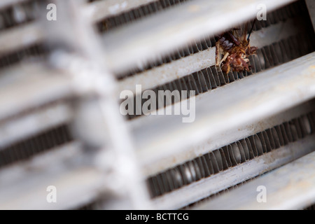 Ein Bug spritzte gegen den Grill des Tornado abfangen Fahrzeug 2 in Salina, Kansas 3. Juni 2009 Stockfoto