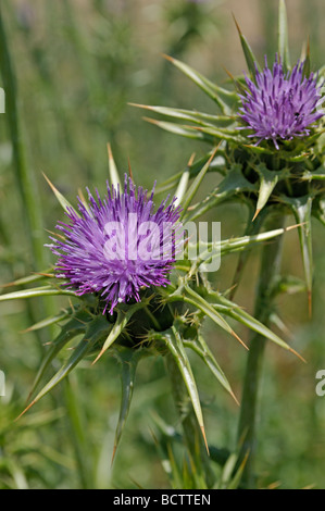 Mediterrane "Milk Thistle" Silybum Marianum Stockfoto