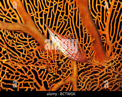 Longnose Hawkfish - Oxycirrhites typus Stockfoto