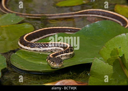 Schwarzhals-Strumpfband-Schlange (Thamnophis Cyrtopsis) Az - USA - semi-aquatisch-im Teich mit Seerosen Stockfoto