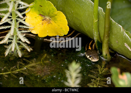 Schwarzhals-Strumpfband-Schlange (Thamnophis Cyrtopsis) Az - USA - semi-aquatisch-im Teich mit Seerosen Stockfoto