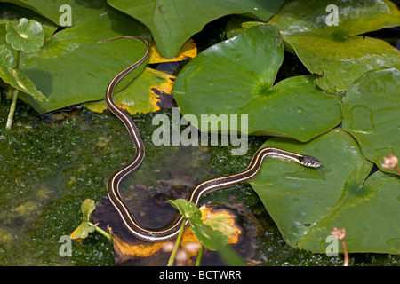 Schwarzhals-Strumpfband-Schlange (Thamnophis Cyrtopsis) Az - USA - semi-aquatisch-im Teich mit Seerosen Stockfoto