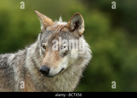 Eine europäische Grey Wolf, Canus Lupus. Stockfoto