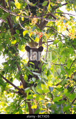 Black Bear Cub essende Kirschen in Kirschbaum Elkwallow Picknick Boden Shenandoah National park virginia Stockfoto