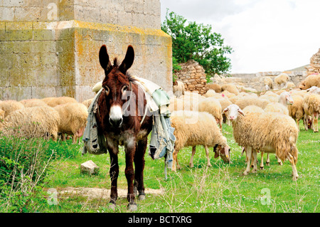 Spanien, Jakobsweg: Esel und Schafe an der Kirche Iglesia Santa Maria del Manzana Stockfoto