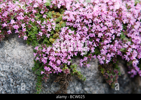 Schleichende Thymian (Thymus Islandstimjan pseudolanuginosus) Stockfoto