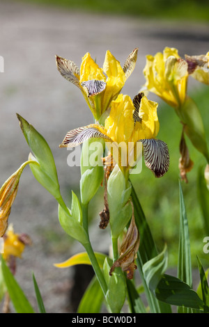 Ungarische Iris, Skäggiris (Iris variegata) Stockfoto