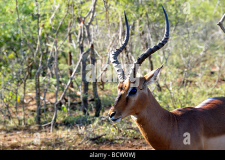 Dominanten männlichen Impala Aepyceros Melampus Hluhluwe-Umfolozi Game Reserve Zululand in Südafrika Stockfoto