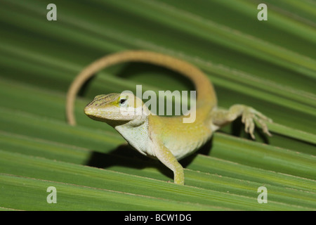 Grüne Anole Anolis Carolinensis Erwachsenen auf Palmwedel Sinton Fronleichnam Coastal Bend, Texas USA Stockfoto