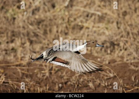 Nördlichen Pintail Anas Acuta Männchen im Flug Bosque del Apache National Wildlife Refuge New Mexico USA Stockfoto