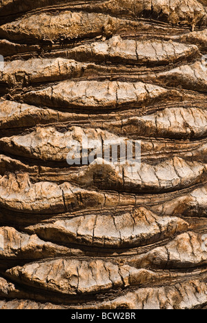 Nahaufnahme von Rinde auf Palm Tree Mirage Hotel und Casino Paradies Las Vegas Nevada, USA Stockfoto