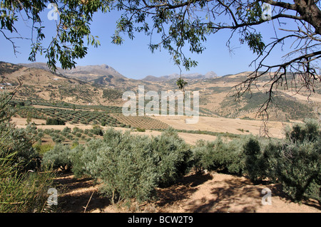 Landschaft mit Olivenhainen, in der Nähe von Antequera, Provinz Malaga, Andalusien, Spanien Stockfoto