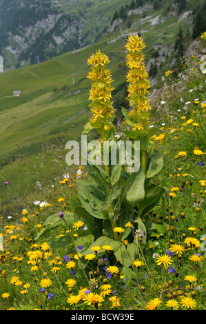 Große gelbe Enzian (Gentiana Lutea). Blühende Pflanze in bunte Almwiese Stockfoto