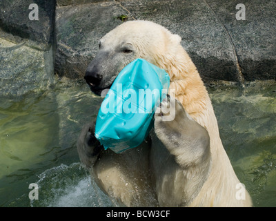 Ein glücklich Eisbär spielt im Zoo von Kopenhagen. Stockfoto