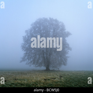 Linde (Tilia) im Herbst Nebel, Raureif, November Stockfoto