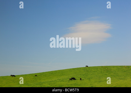 Rinder grasen auf Hügel unter einer einsamen weißen Wolke Swoope Shenandoah Valley Virginia Stockfoto