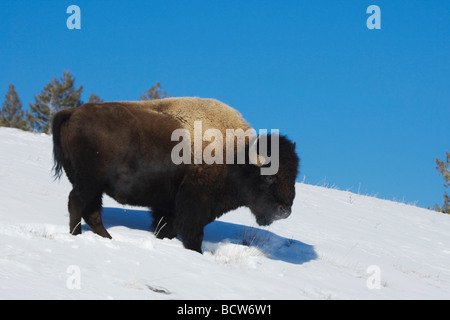 Amerikanische Bisons Buffalo Bison Bison Erwachsener im Schnee Yellowstone National Park in Wyoming USA Stockfoto