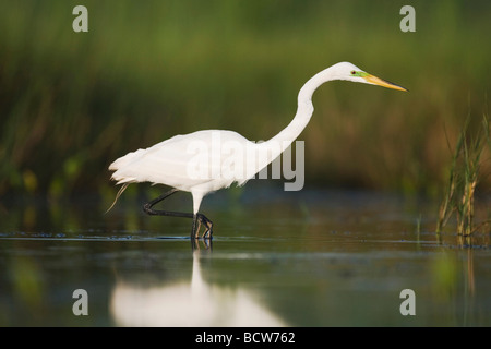 Großer Reiher Ardea Alba Erwachsenen Sinton Corpus Christi Coastal Bend Texas USA Stockfoto