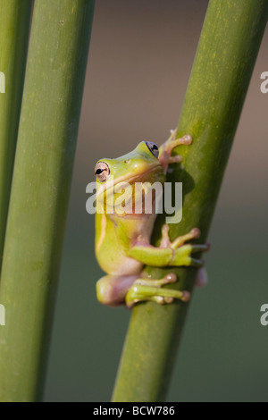 Grüne Baumfrosch Hyla Cinerea Sinton Fronleichnam Coastal Bend, Texas USA Stockfoto