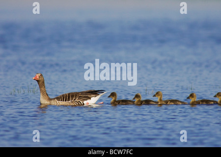 Graugans Gans Anser Anser Erwachsener mit jungen Nationalpark Lake Neusiedl Burgenland Österreich April 2007 Stockfoto