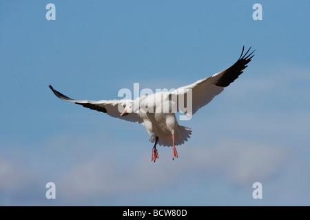 Snow Goose Chen Caerulescens Erwachsenen Landung Bosque del Apache National Wildlife Refuge New Mexico USA Stockfoto