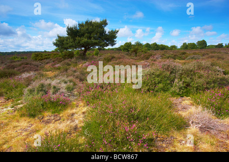 Westleton Heath auf einen frühen Sommertag, Suffolk Stockfoto