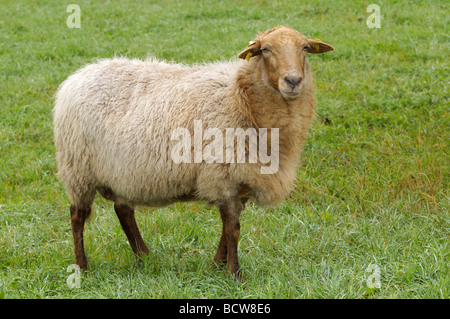 Hausschafe, Coburger Fuchs Schafe (Ovis Orientalis Aries, Ovis Ammon Aries). Einzelne Person auf einer Wiese Stockfoto