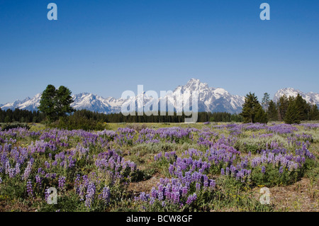 Seidige Lupine Lupinus Fühler und Grand Teton Range Grand Teton Nationalpark Wyoming USA Stockfoto