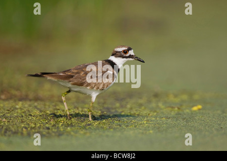Killdeer Charadrius Vociferus Sinton Fronleichnam Coastal Bend, Texas USA Stockfoto