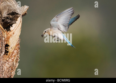 Bluebird Mountain Sialia Currucoides weiblich landet auf dem nisten Hohlraum Rocky Mountain National Park Colorado USA Stockfoto