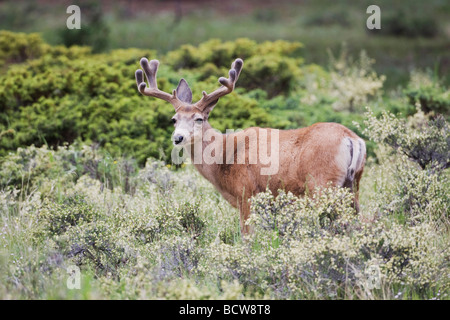 Mule Deer schwarz-angebundene Rotwild Odocoileus Hemionus Rocky Mountain National Park Colorado USA Stockfoto
