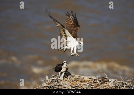 Fischadler Pandion Haliaetus Erwachsene Forelle bringen junge im nest Yellowstone River Yellowstone Nationalpark Wyoming USA Stockfoto