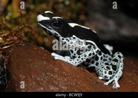 Färben von Dart Frog (Dendrobates Tinctorius) Stockfoto