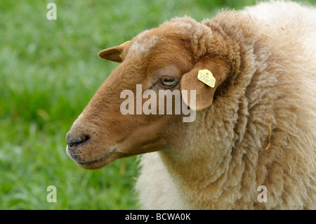 Hausschafe, Coburger Fuchs Schafe (Ovis Orientalis Aries, Ovis Ammon Aries), Porträt Stockfoto