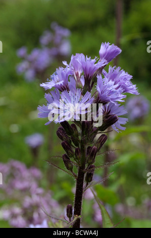 Alpine blau-Sau-Distel (Cicerbita Alpina), Blumen Stockfoto
