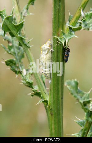 Großen weißen Schmetterling oder Kohl weiß Schmetterling Chrysalis, Pieris Brassicae, Pieridae. Puppe, eine Distel Blatt beigefügt. Stockfoto