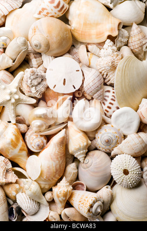 Muschel-Hintergrund mit verschiedenen Arten von Muscheln Stockfoto