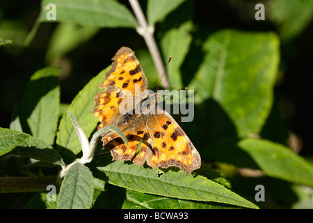 Ein Komma-Schmetterling, ein Sonnenbad im Garten von England, Kent. Stockfoto
