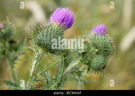 Distel, Cirsium Vulgare, Asteraceae Speer Stockfoto