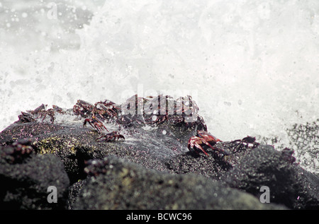 Sally Lightfoot Red Crabs, die von Wellen auf den Felsen Isabela Island, Galapagos Islands, gespritzt werden Stockfoto