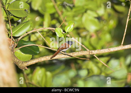 Seychelles Paradise Flycatcher unter Corvina weibliche thront in Baumkronen Veuve Reserve, La Digue, Seychellen im Mai. Stockfoto