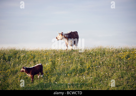 English Longhorn-Rinder. Stockfoto