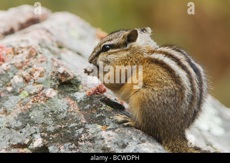 Wenigsten Chipmunk Tamias Zip Erwachsenen Essen Grand Teton NP Wyoming September 2005 Stockfoto